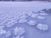 Hoar Frost
