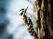 Hairy Woodpecker 
