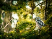 Northern Hawk Owl