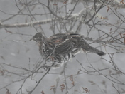 Eating in a snowstorm