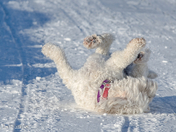 Winter Wiggle Waggle