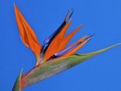 Bird Of Paradise
