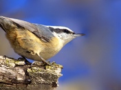 Red Breasted Nuthatch