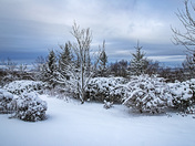 November 2018 Snow Fall