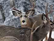 So many Mule Deer bucks 