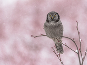 Northern Hawk Owl