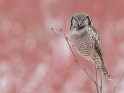Northern Hawk Owl