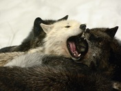 How many wolves in this photo?