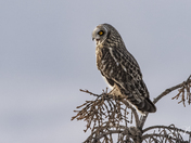 Short Eared Owl