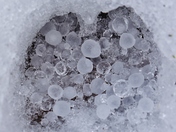 Cache of hail found in a frozen deer track.