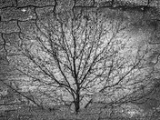 Disappearing Tree - B&W