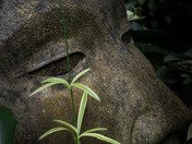 Hidden In The Garden