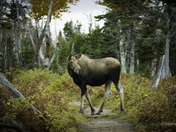 Moose in The Way