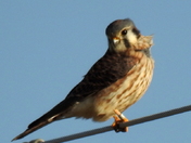 Kestrel