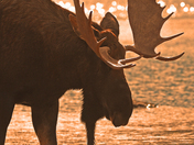 Moose Silouhette