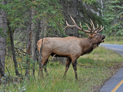 Bull Elk
