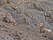 Rocky Mountain Big Horn Sheep