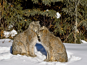 Lynx Love