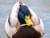 The Mallard Duck