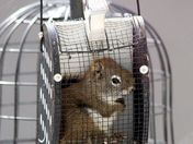 Red squirrel adventure