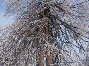 winter tree