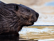 Male Beaver