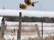 Northern Harrier in Flight