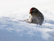 Common Redpoll