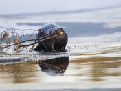 A Beavers work is never done