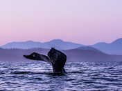 Whale Tail