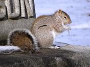 Squirrel with Icicle