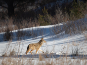Coyote