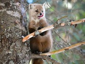 Marten in the Pines