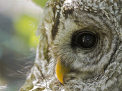 Owl close up