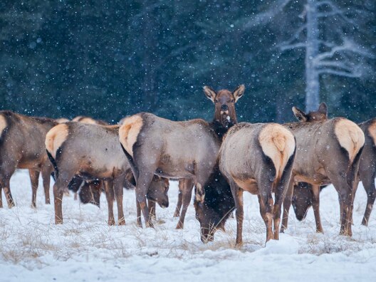 Elk