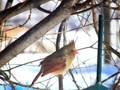 Sweet backyard friend 