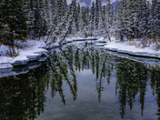 Snowy Wonderland at Policeman Creek