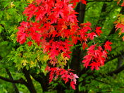 Red leaves