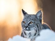 Bobcat