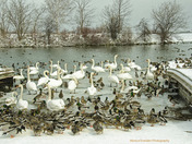 The beauty of Collingwood 