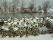 The beauty of Collingwood 