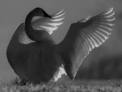 Greeting the morning sun