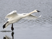 Trumpeter Touch Down