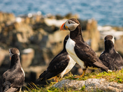 Puffins of Elliston
