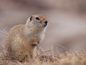 Badland Prairie Dog 