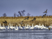 Thundra Swans and Canadian Geese