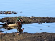 wood duck