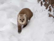 Pine Marten in Winter