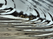 Through the glass #1