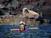 Bull Walrus in Bay Bulls